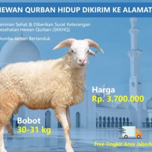Harga Kambing Untuk Aqiqah