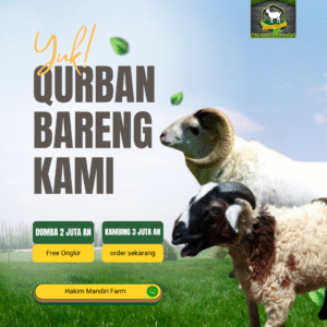 Domba untuk qurban dan aqiqah