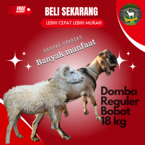 beli hewan qurban online